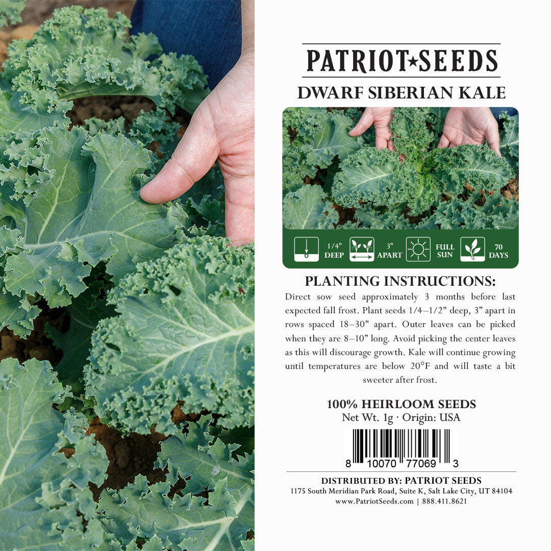 Heirloom Dwarf Siberian Kale Seeds (1g) by Patriot Seeds