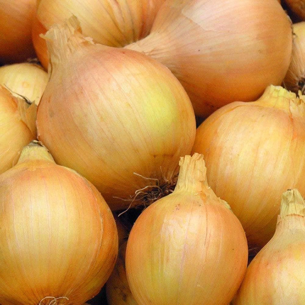 Heirloom Yellow Sweet Spanish Onion Seeds (.5g) by Patriot Seeds