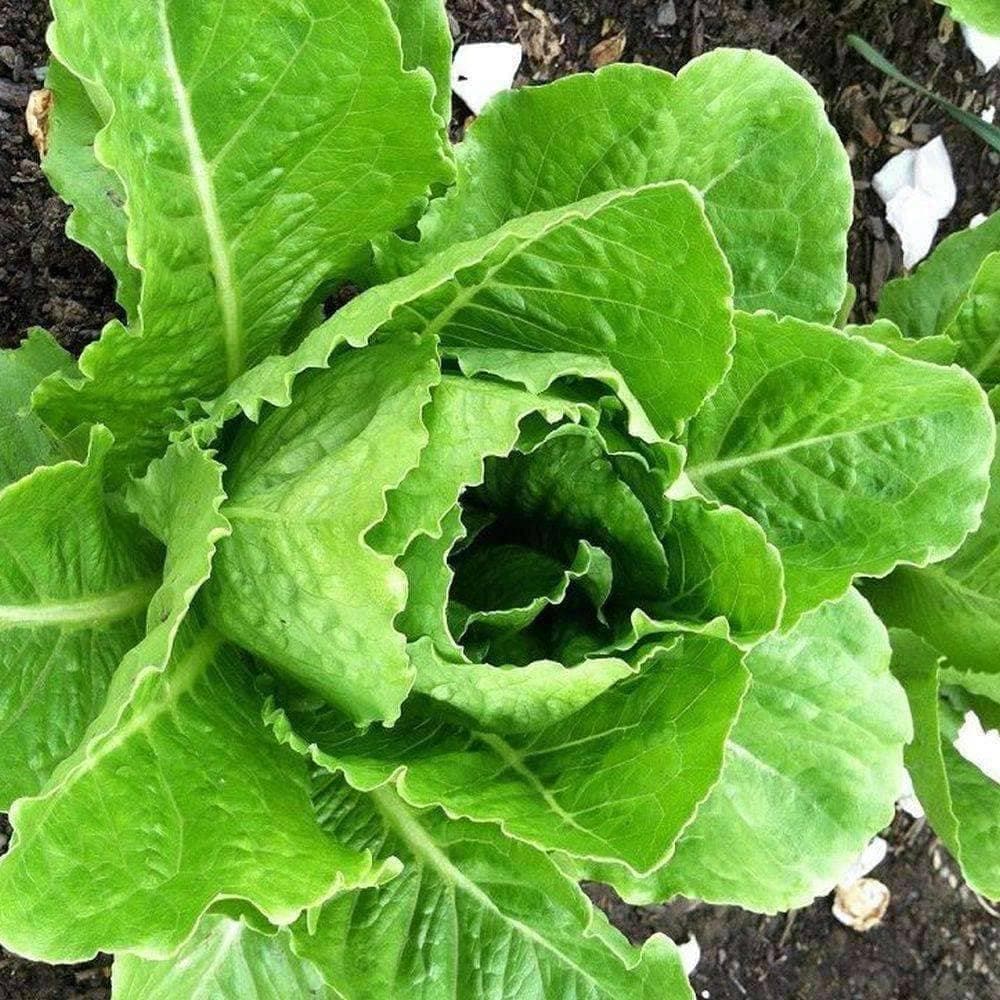 Heirloom Parris Island Cos Lettuce Seeds (1g) by Patriot Seeds