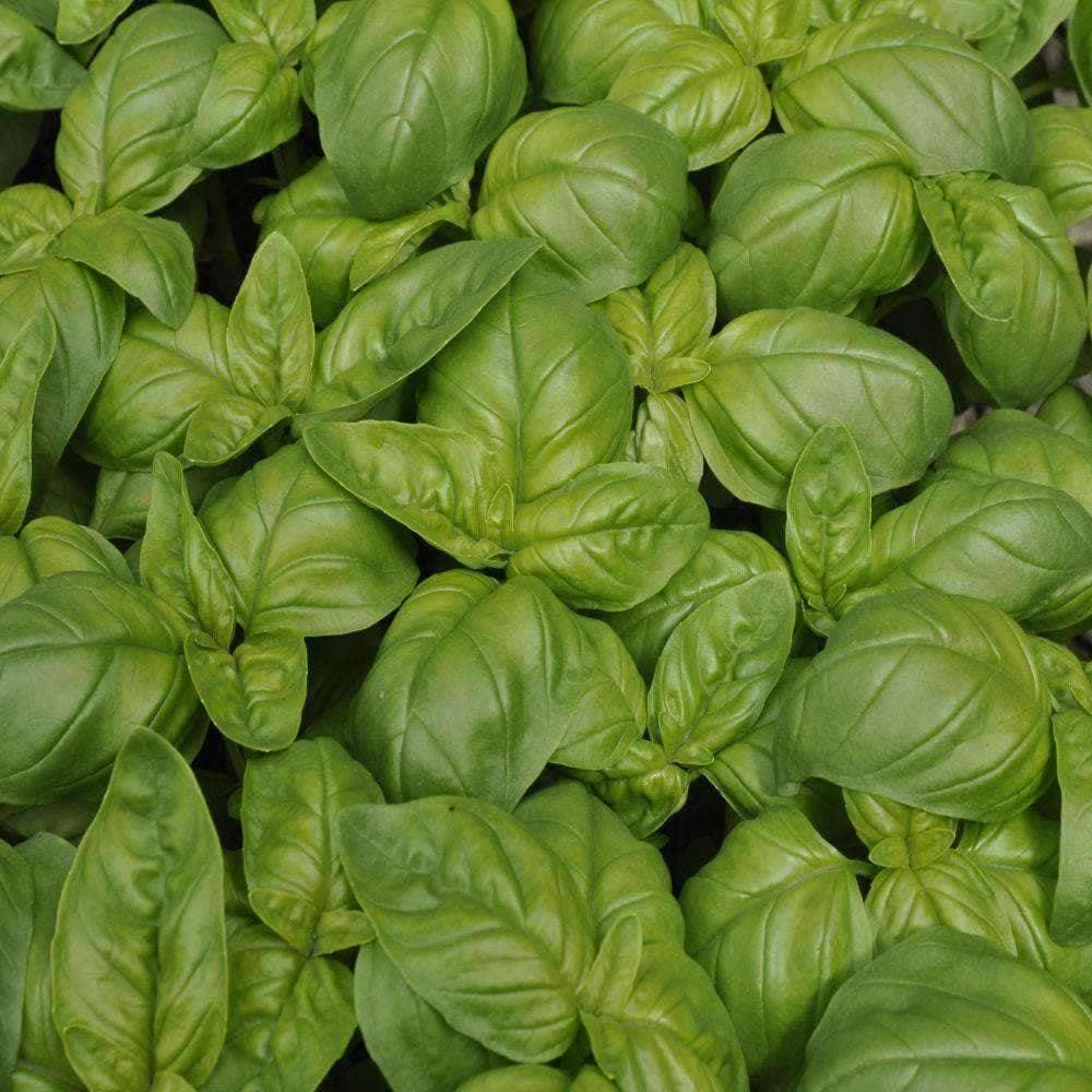 Heirloom Genovese Basil Herb Seeds (1g) by Patriot Seeds