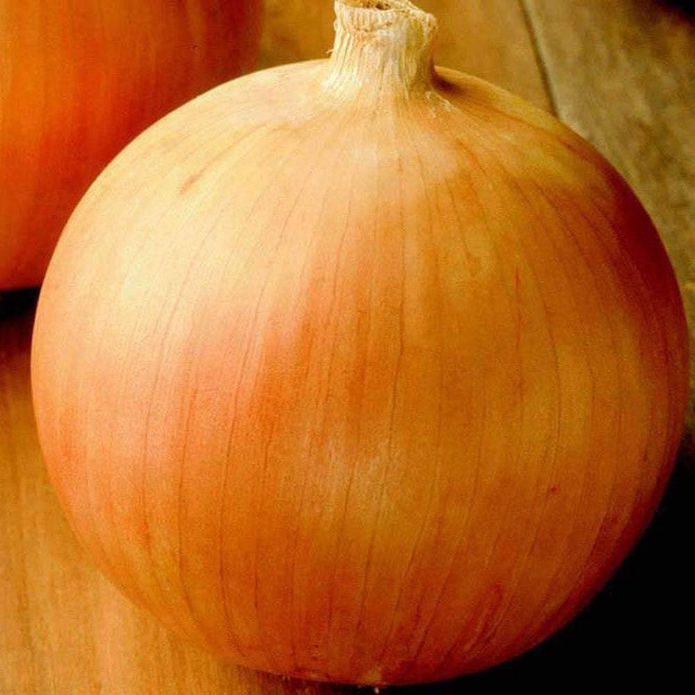 Heirloom Yellow Sweet Spanish Onion Seeds (.5g) by Patriot Seeds