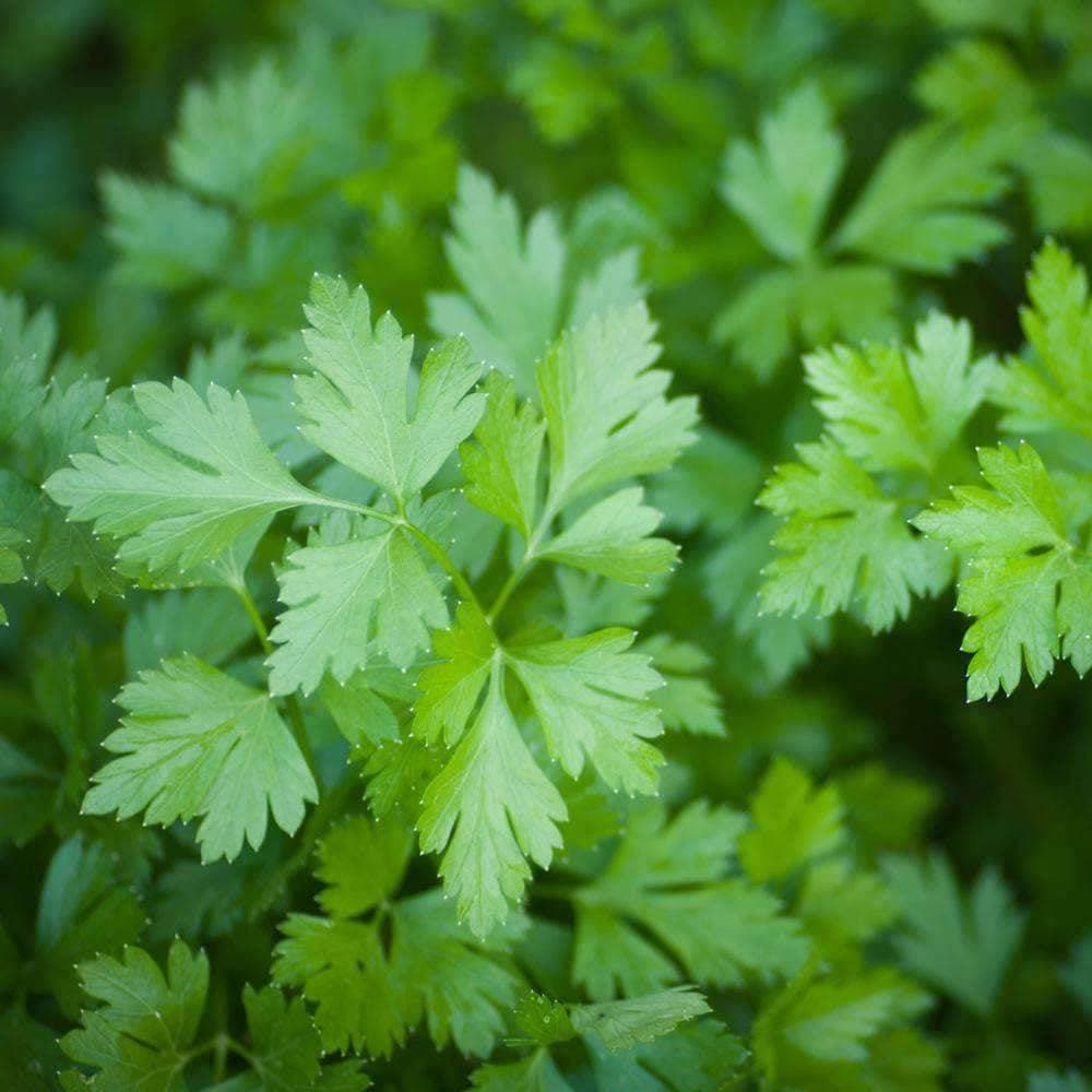 Heirloom Plain or Single Parsley Herb Seeds (1g) by Patriot Seeds