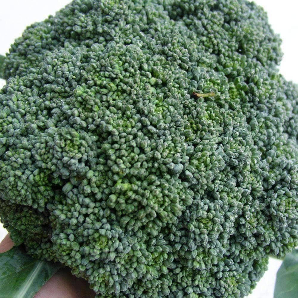 Heirloom Green Sprouting Calabrese Broccoli Seeds (2g) by Patriot Seeds