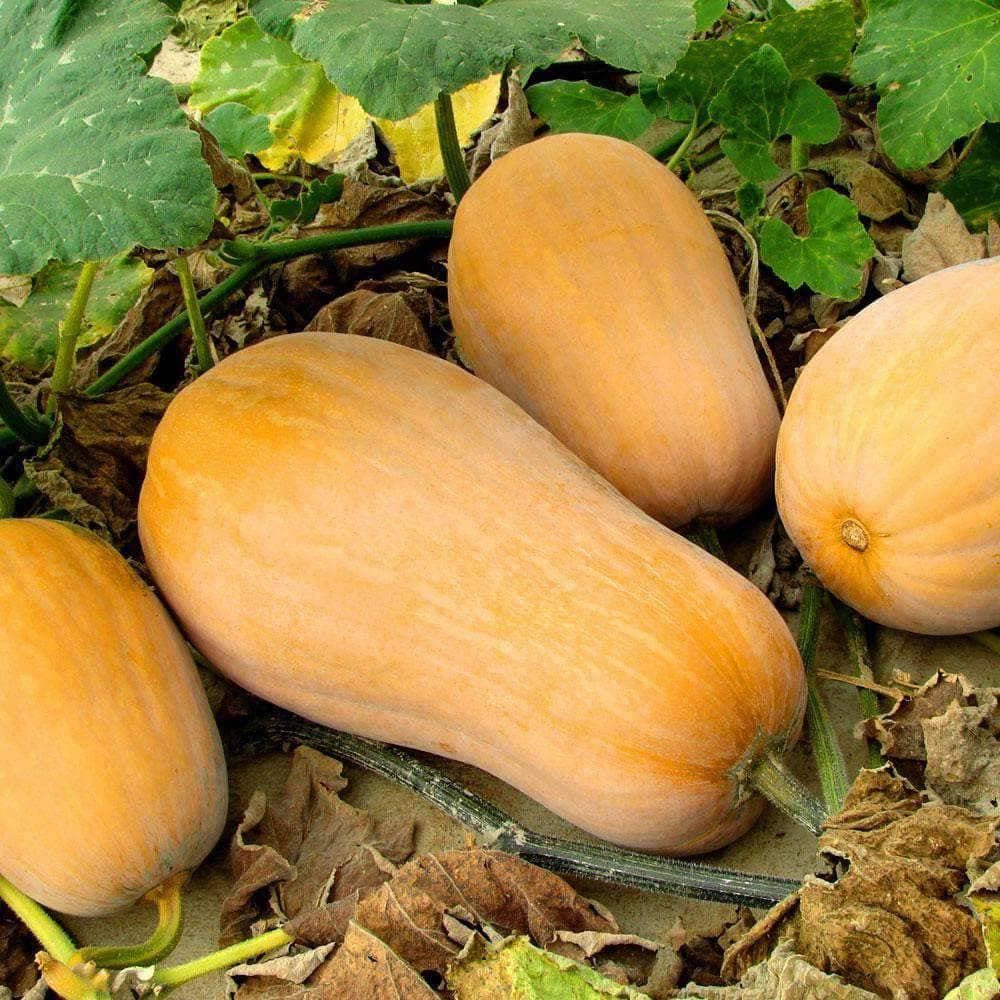 Heirloom Waltham Butternut Squash Seeds (10g) by Patriot Seeds