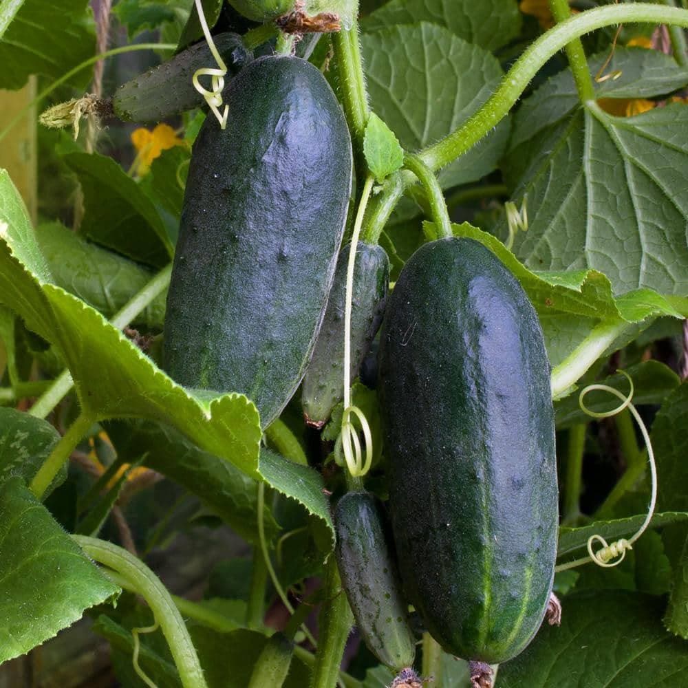 Heirloom Marketmore 76 Cucumber Seeds (4g) by Patriot Seeds