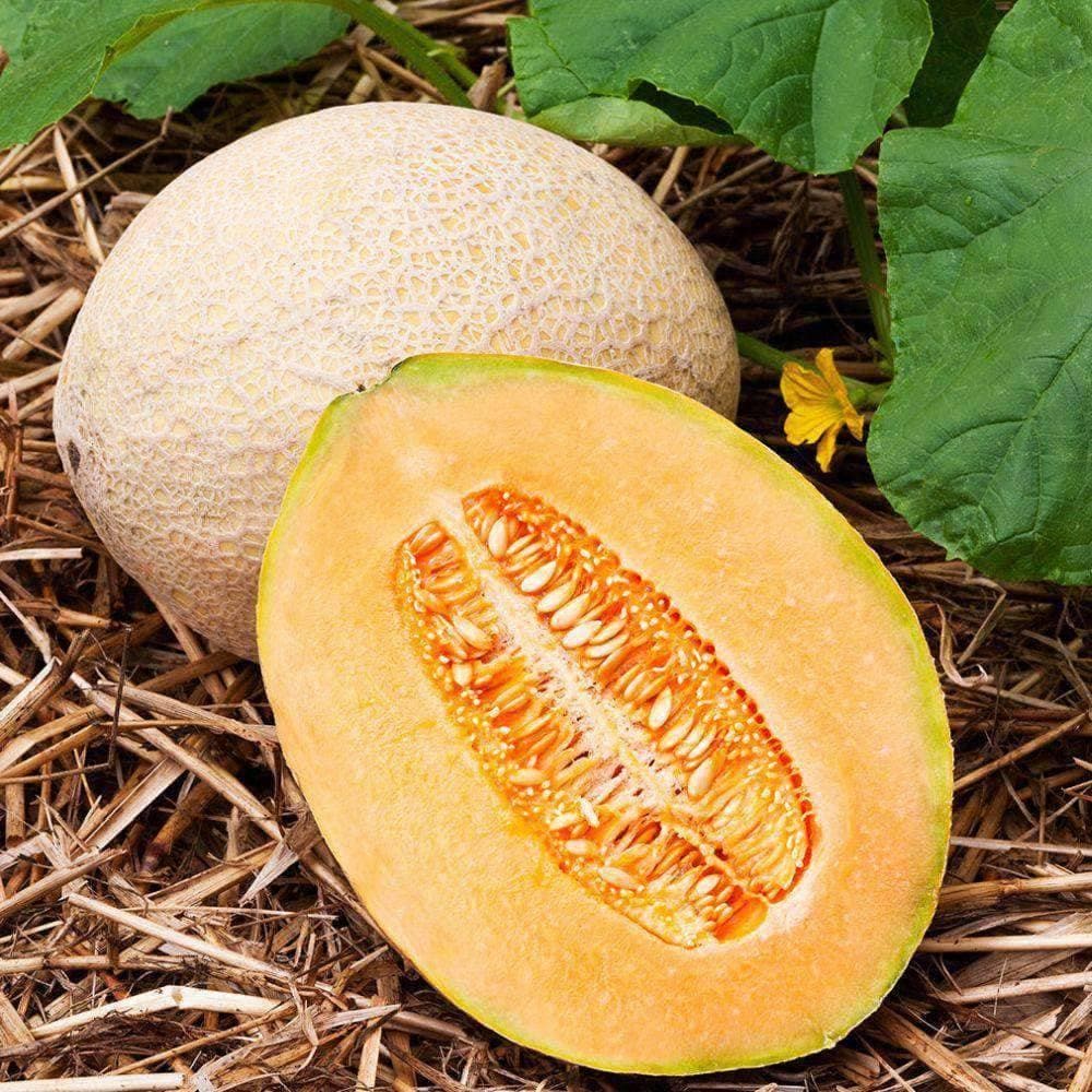 Heirloom Hales Best Cantaloupe Seeds (2g) by Patriot Seeds