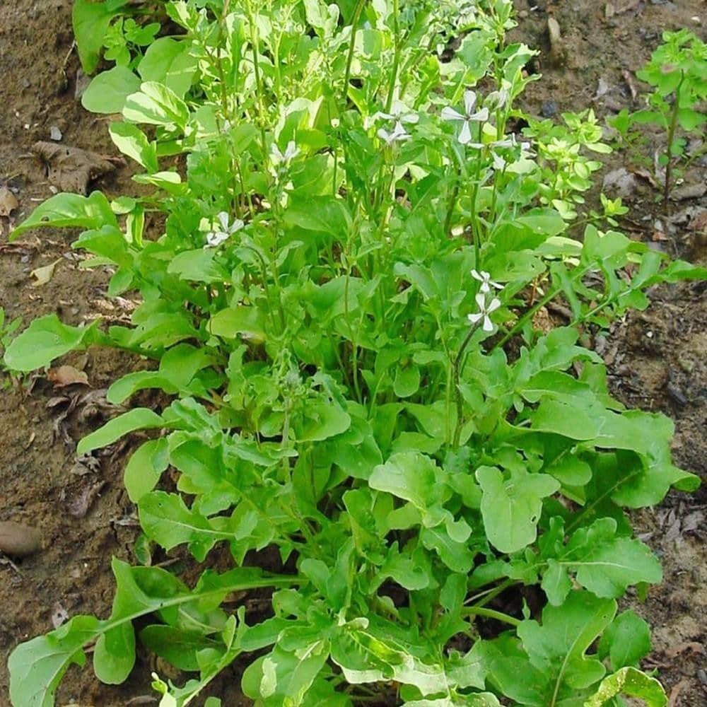 Heirloom Arugula Roquette Herb Seeds (1g) by Patriot Seeds