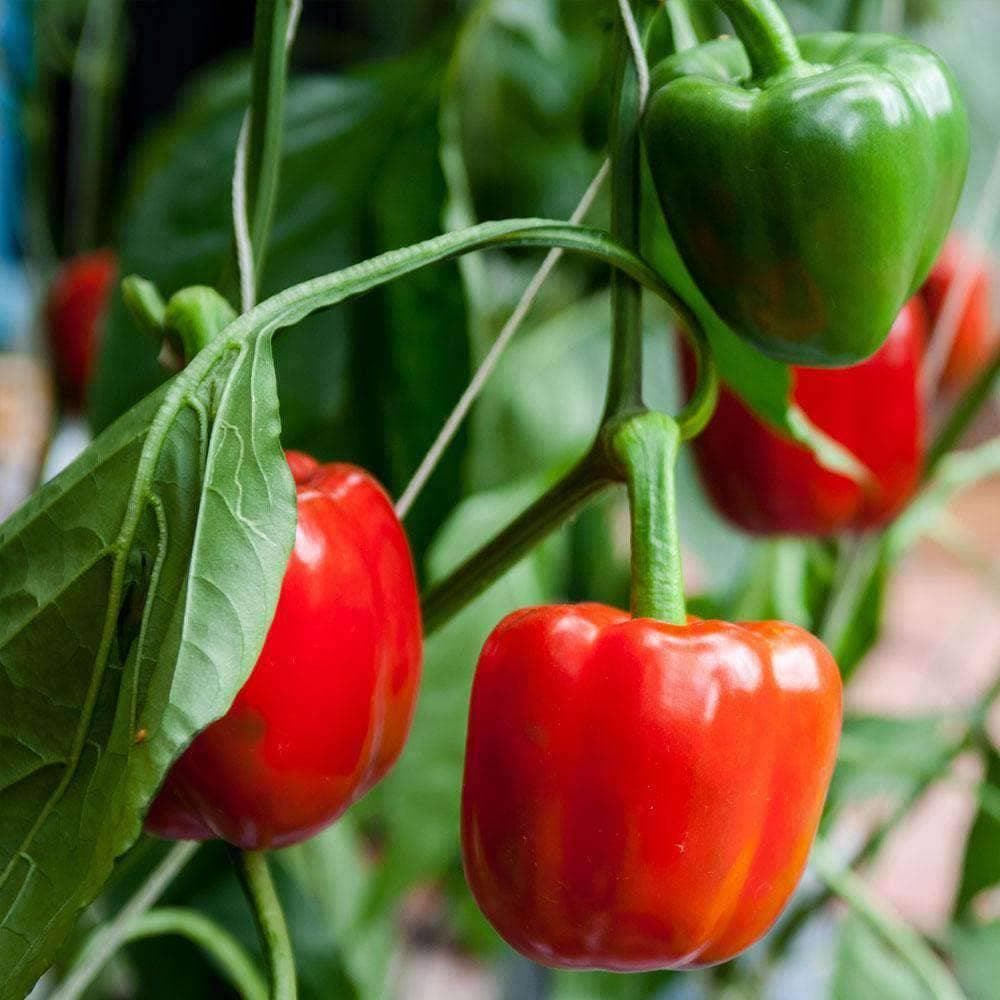 Heirloom California Wonder Bell Pepper Seeds (.5g) by Patriot Seeds