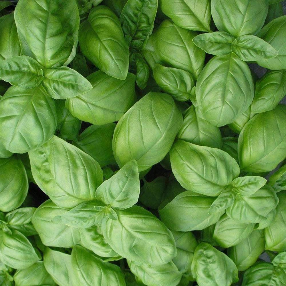 Heirloom Genovese Basil Herb Seeds (1g) by Patriot Seeds