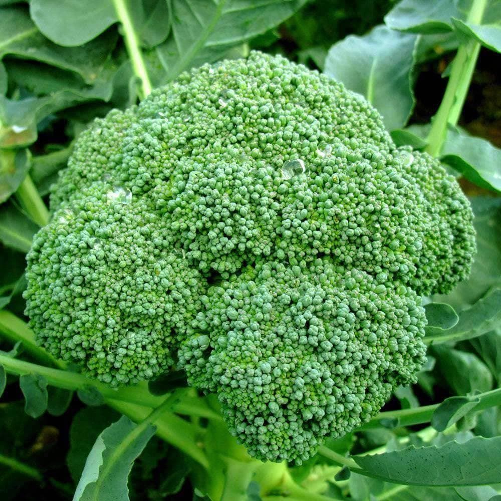 Heirloom Green Sprouting Calabrese Broccoli Seeds (2g) by Patriot Seeds