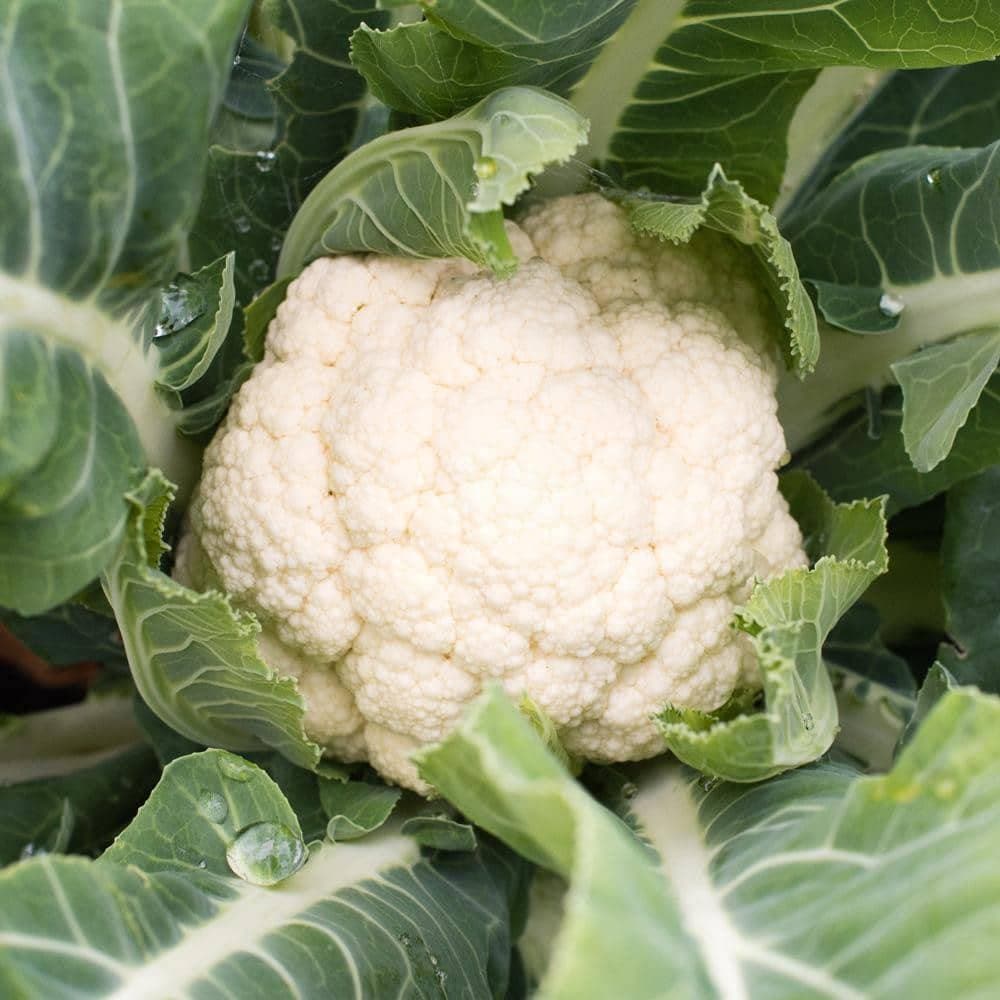 Heirloom Snowball Cauliflower Seeds (1g) by Patriot Seeds