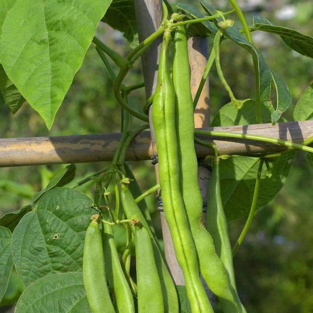 Heirloom Blue Lake Bush Beans (56.75mg) by Patriot Seeds