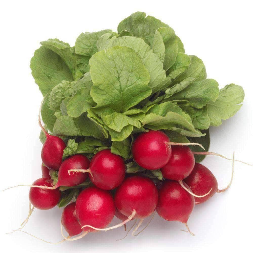 Heirloom Champion Radish Seeds (4g) by Patriot Seeds