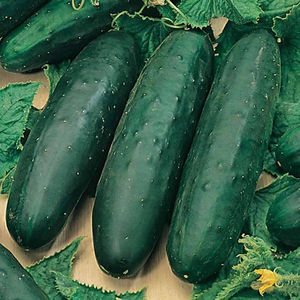 Heirloom Marketmore 76 Cucumber Seeds (4g) by Patriot Seeds