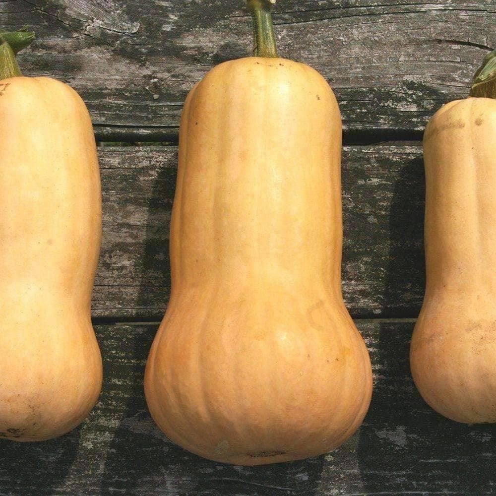 Heirloom Waltham Butternut Squash Seeds (10g) by Patriot Seeds