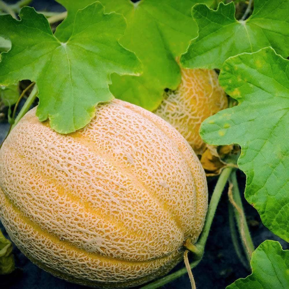 Heirloom Hales Best Cantaloupe Seeds (2g) by Patriot Seeds