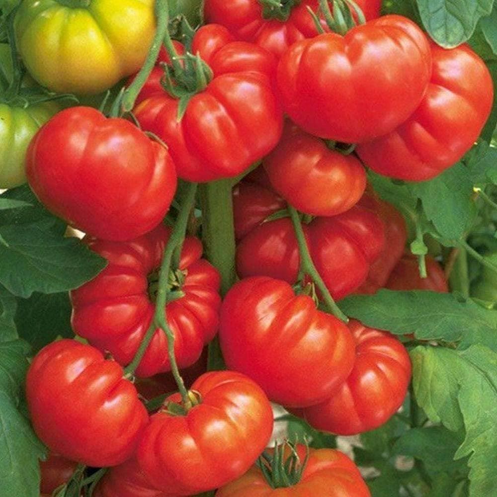 Heirloom Beefsteak Tomato Seeds (.5g) by Patriot Seeds